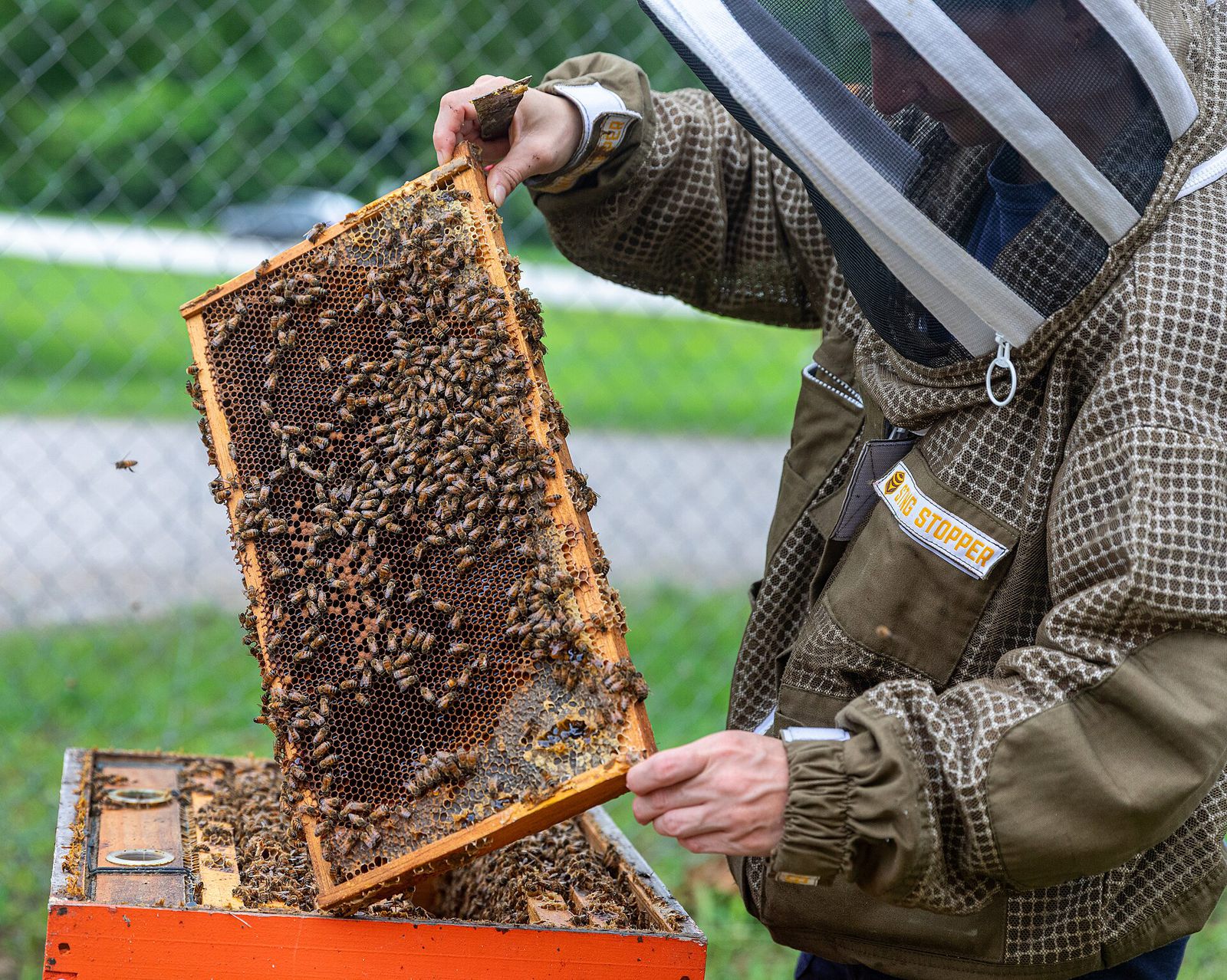 Beekeeper working a hive with a busy frame of bees